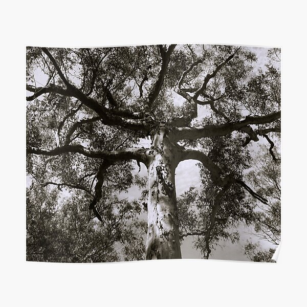 Mighty eucalypt Poster