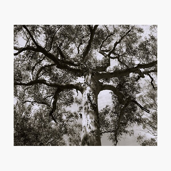 Mighty eucalypt Photographic Print