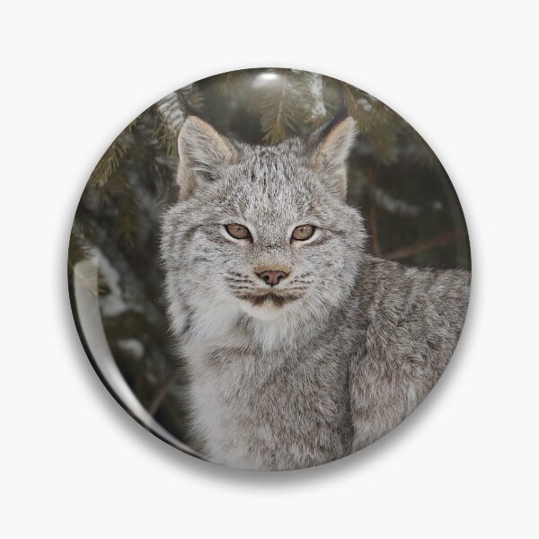 Item preview, Canada Lynx Kitten designed and sold by mlorenz.