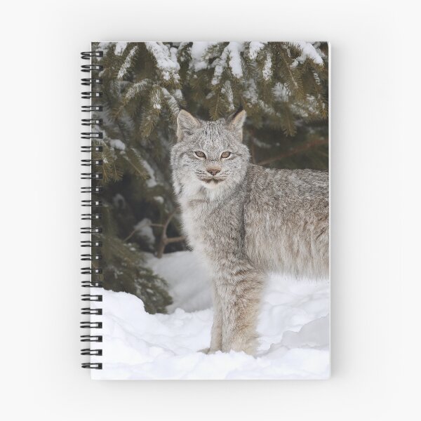 Item preview, Canada Lynx Kitten designed and sold by mlorenz.