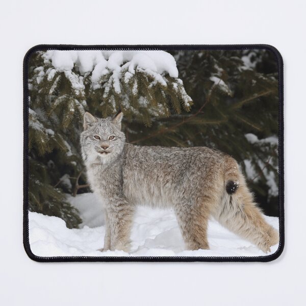 Item preview, Canada Lynx Kitten designed and sold by mlorenz.