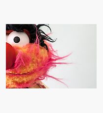 Animal Photographic Print