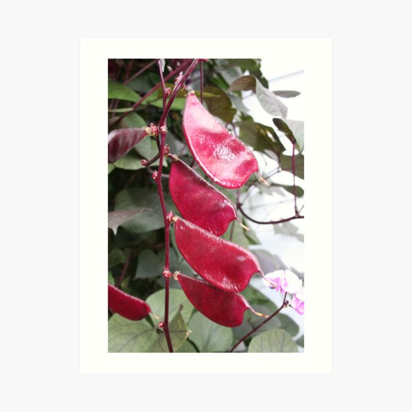 REDREAMING SEEDPODS Art Print