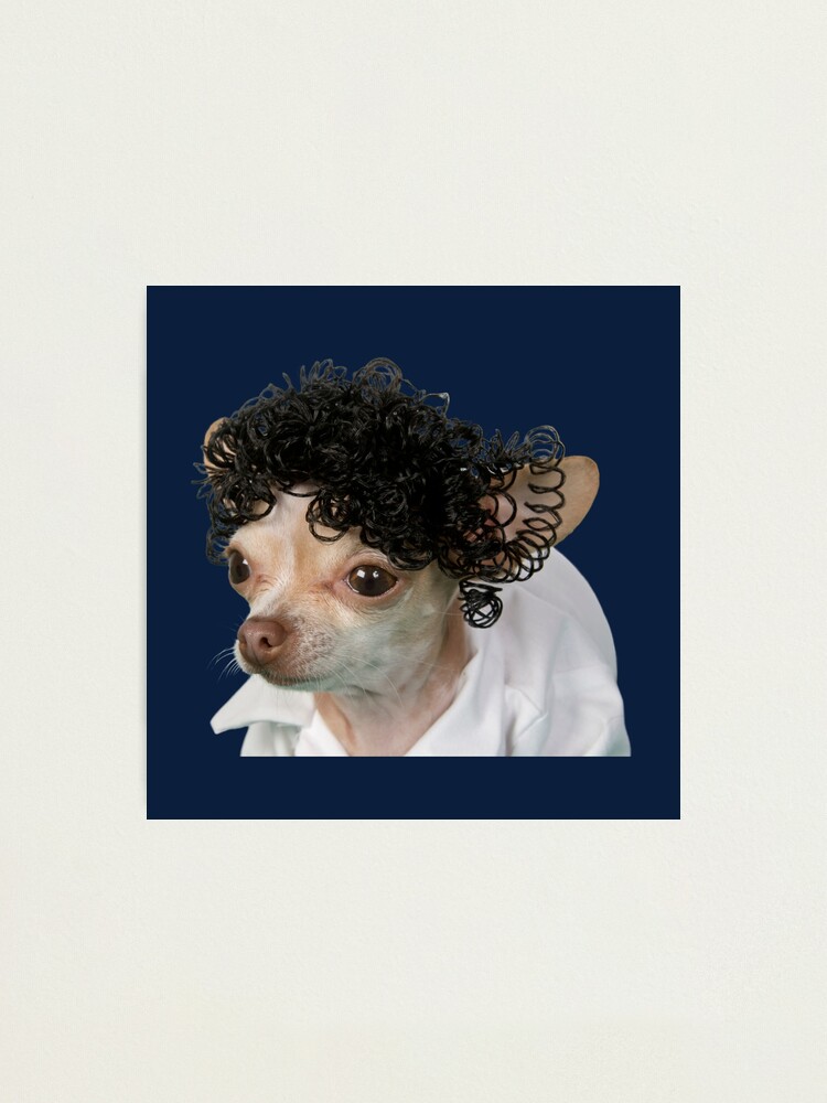 a little chihuahua wearing a curly wig Photographic Print