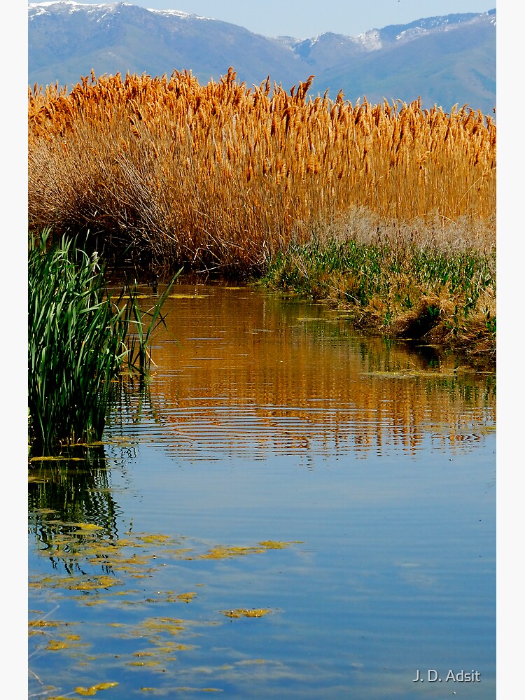 The Wetlands run through Me by adsitprojectpro