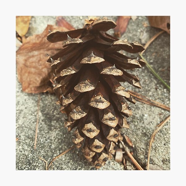 Item preview, Pine Cone designed and sold by Craig Kauzmann.