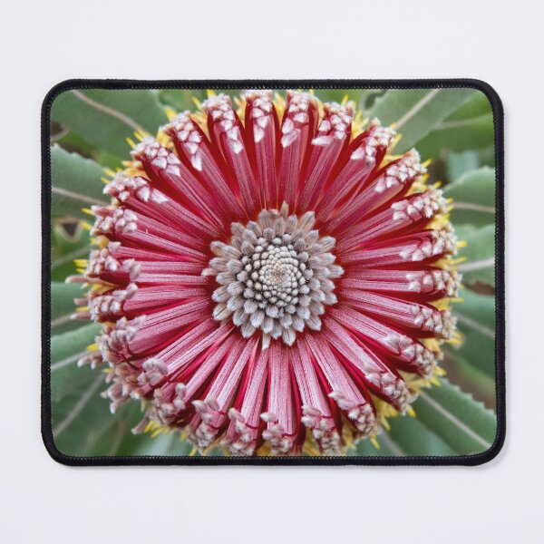 Item preview, Firewood Banksia Beauty designed and sold by SallyB.Photography.