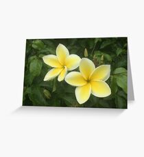 Fragrant Frangipani Greeting Card