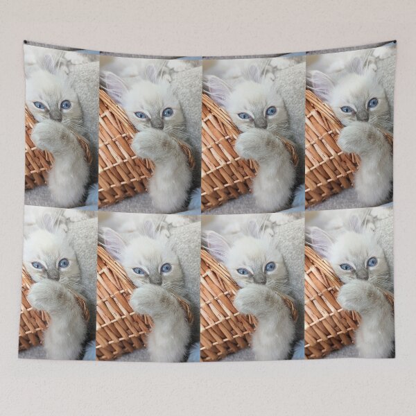 Item preview, Copy of Lynx ragdoll kitten designed and sold by Fluffycat2020.