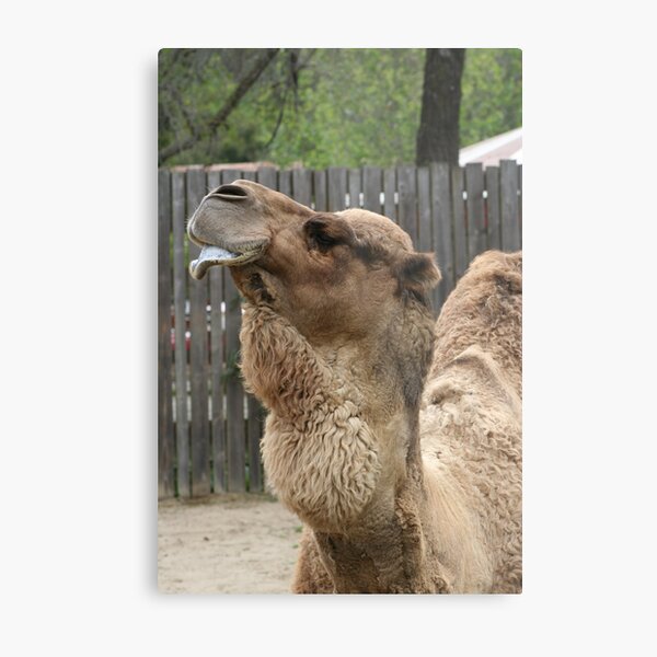 Camel Lip Metal Print