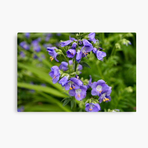 Purlurple Canvas Print