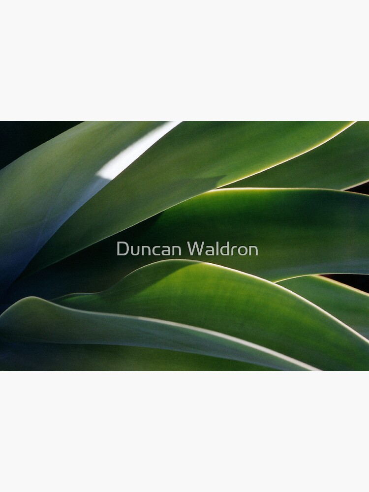 Succulent by DuncanW