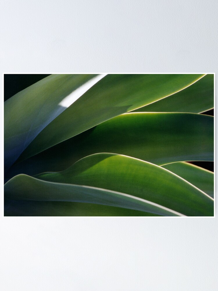 Alternate view of Succulent Poster