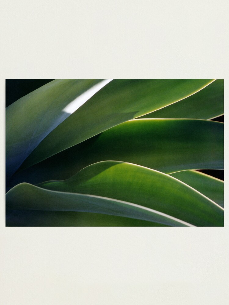 Alternate view of Succulent Photographic Print