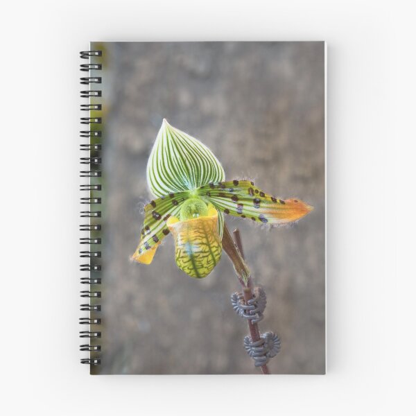 Item preview, Aladdin's Lady Slipper designed and sold by Adam Bykowski.