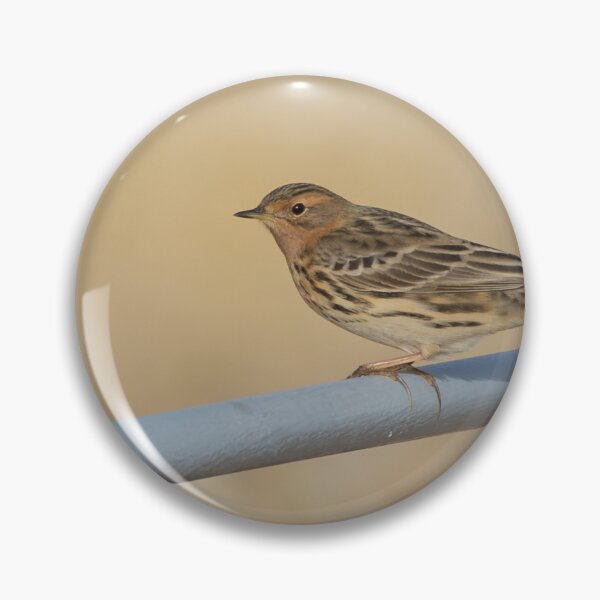 Artikelvorschau, Red Throated Pipit entworfen und verkauft von LaurenTucker.