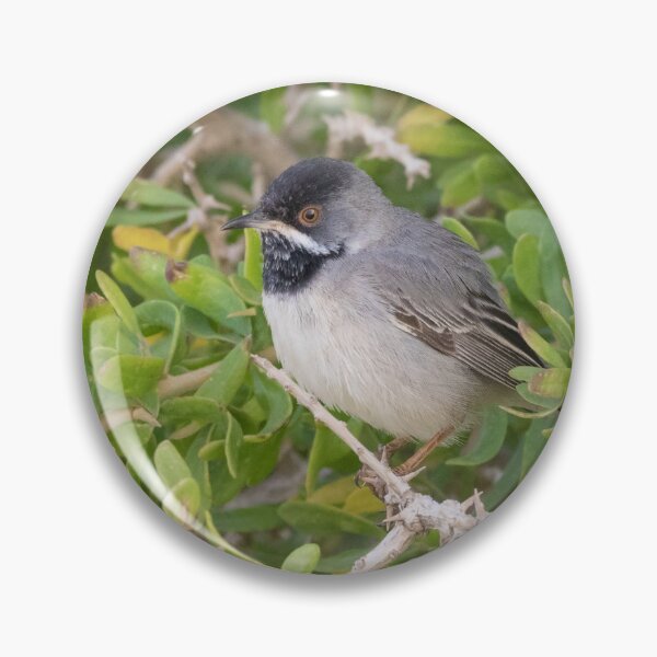 Item preview, Ruppell's Warbler designed and sold by LaurenTucker.