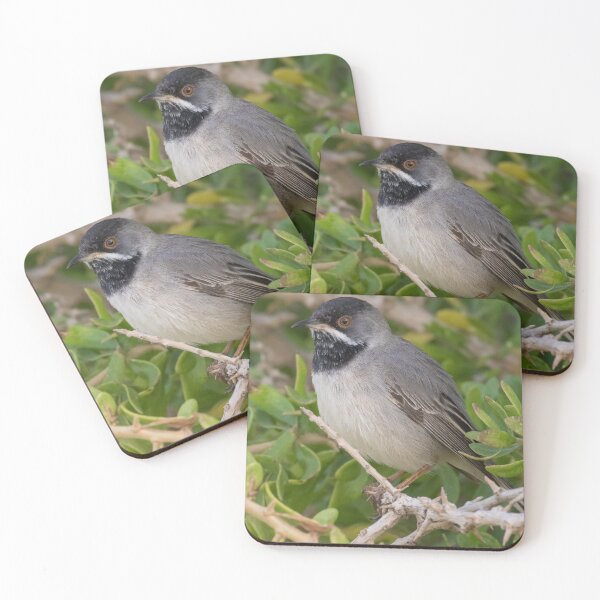 Aperçu de l'œuvre Ruppell's Warbler créée et vendue par LaurenTucker.