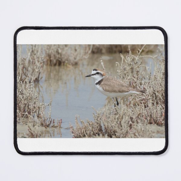 Item preview, Kentish Plover designed and sold by LaurenTucker.