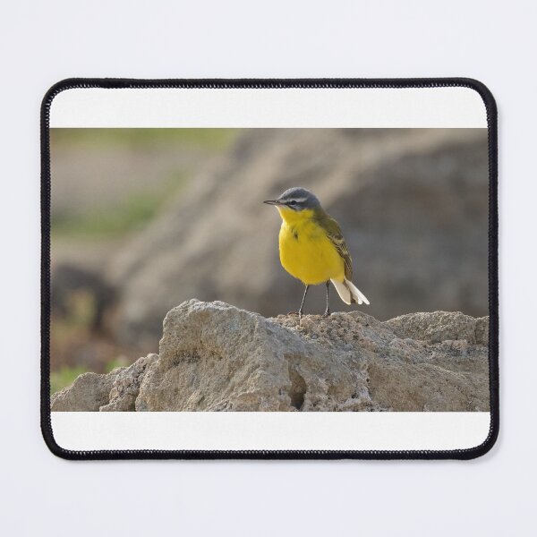 Item preview, Blue Headed Wagtail designed and sold by LaurenTucker.