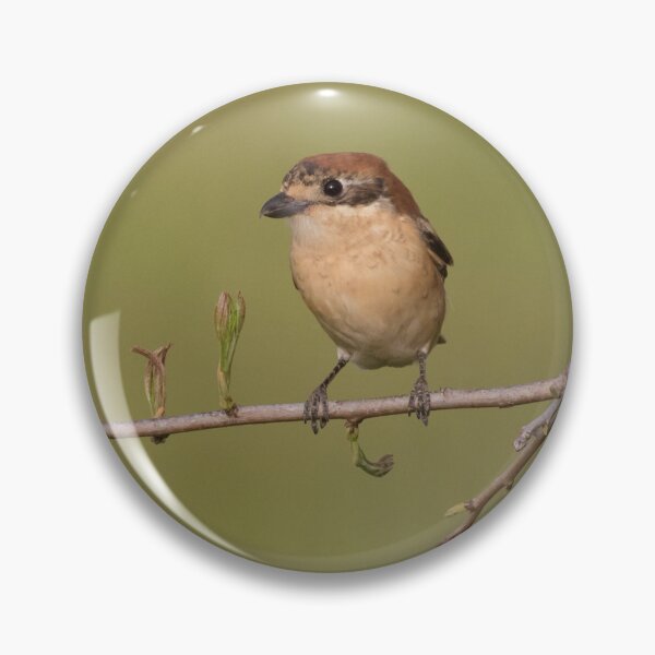 Item preview, Woodchat Shrike designed and sold by LaurenTucker.