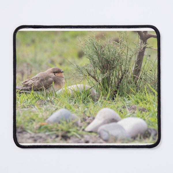 Item preview, Collared Pratincole designed and sold by LaurenTucker.