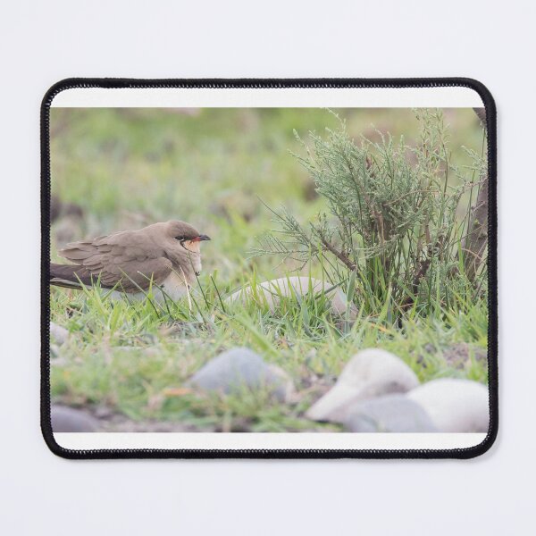 Item preview, Collared Pratincole designed and sold by LaurenTucker.