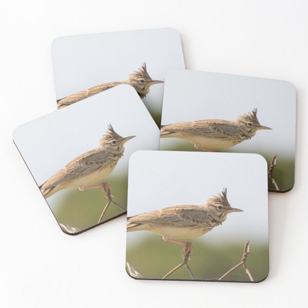 Aperçu de l'œuvre Crested Lark créée et vendue par LaurenTucker.