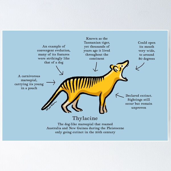 Thylacine the dog-like marsupial Poster