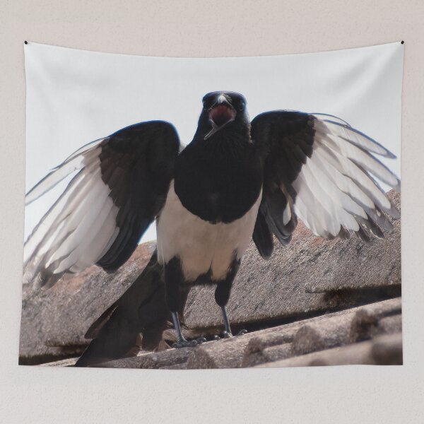 Item preview, A beautiful black and white eurasian magpie (or Pica pica), with a rare crooked beak, screaming on the tiles of a roof, looking at me with its wings opened.  designed and sold by Maurizio Fabbroni.
