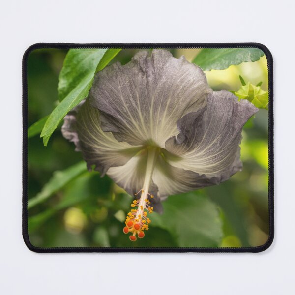 Item preview, Tropical Exotics - Gorgeous Unusually Colored Hibiscus Bloom designed and sold by Georgia Mizuleva.