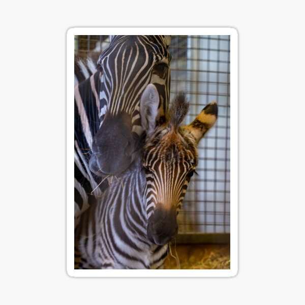 Zebrafohlen mit Mutter Sticker