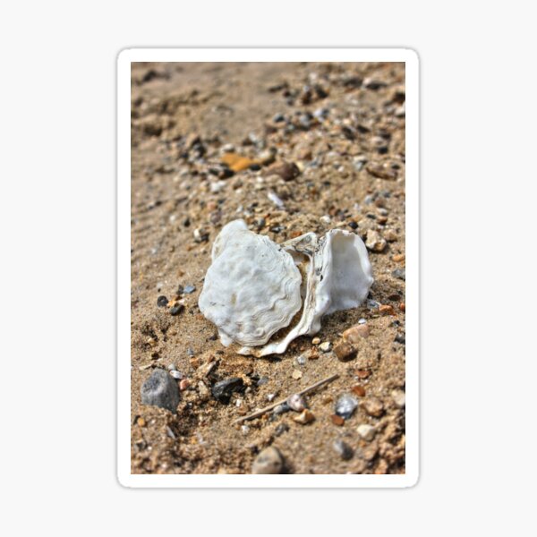 Item preview, Seashell designed and sold by Vicki Spindler (VHS Photography).