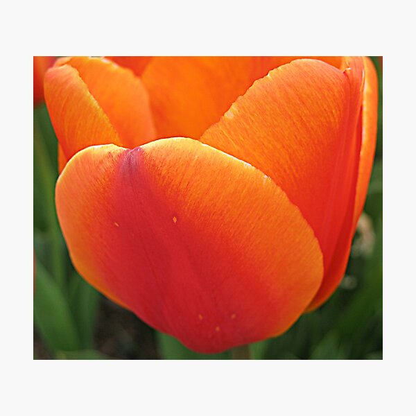 Orange Tulip Photographic Print