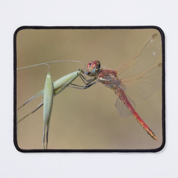 Item preview, Red Veined Darter designed and sold by LaurenTucker.