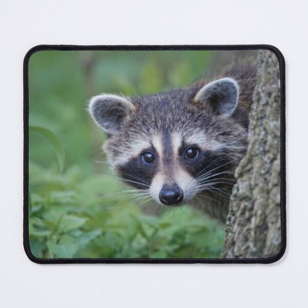 Item preview, Racoon in his natural habitat designed and sold by Racoonzz.