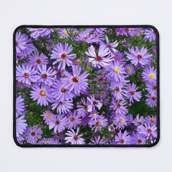 Item preview, Michaelmas Daises. “Purple Peace” Miserden Gardens, Miserden,Gloucestershire. designed and sold by Angela Haig-Harrison.