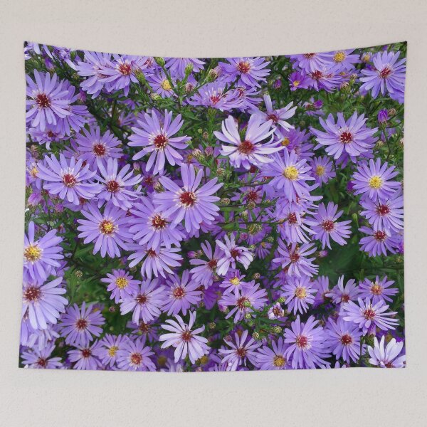 Item preview, Michaelmas Daises. “Purple Peace” Miserden Gardens, Miserden,Gloucestershire. designed and sold by Angela Haig-Harrison.