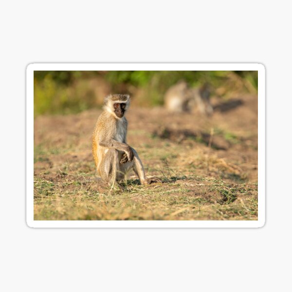 Vervet Monkey, Tanzania Sticker