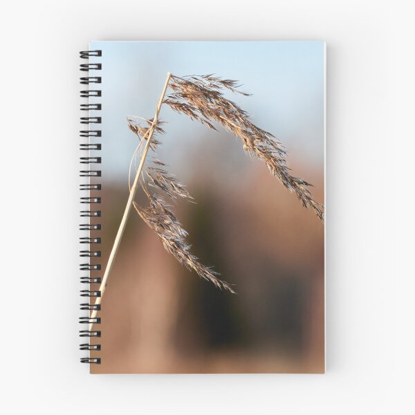 Item preview, When the winter is over. Common reed designed and sold by Jouko Lehto Photography.