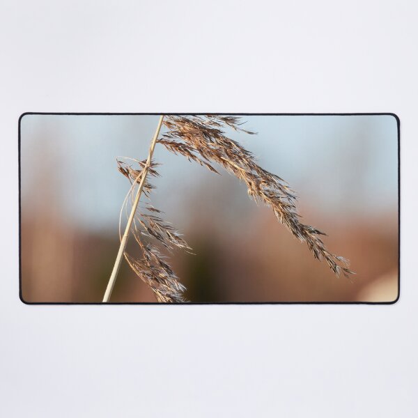 Item preview, When the winter is over. Common reed designed and sold by Jouko Lehto Photography.