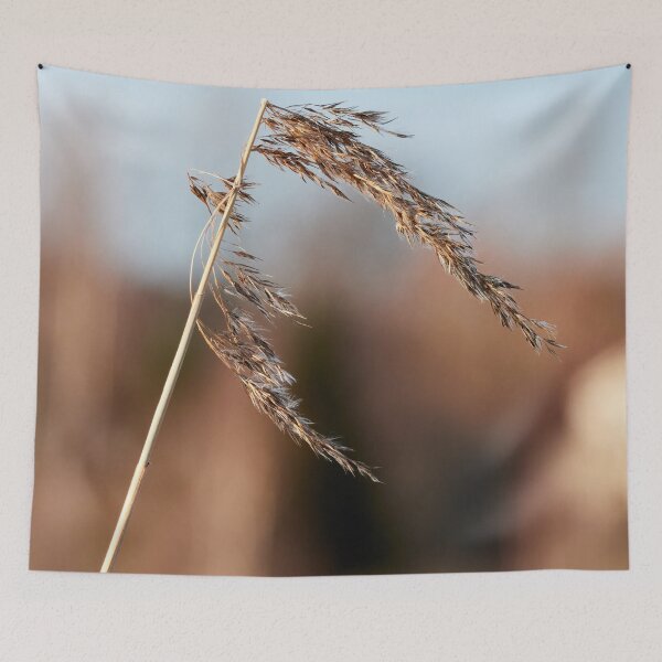 Item preview, When the winter is over. Common reed designed and sold by Jouko Lehto Photography.