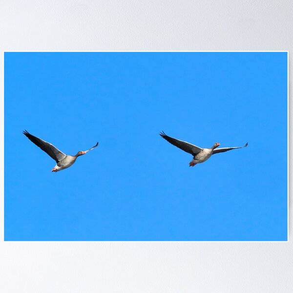 Item preview, Going north. Greylag goose designed and sold by Jouko Lehto Photography.