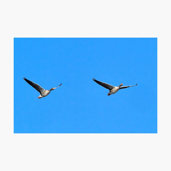 Item preview, Going north. Greylag goose designed and sold by Jouko Lehto Photography.
