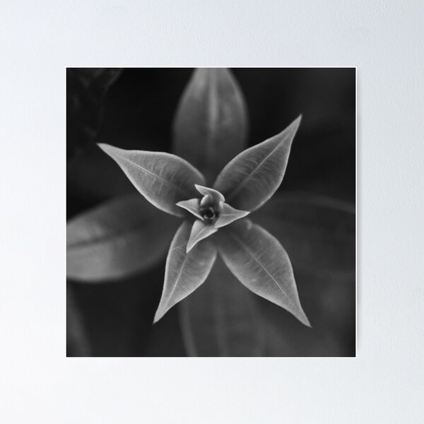 Item preview, Nature's symmetry B/W designed and sold by AnnaKT.