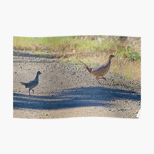 D1G1TAL-M00DZ ~ EXOTIC ~ Common Pheasant 8eByFrbw by tasmanianartist Poster