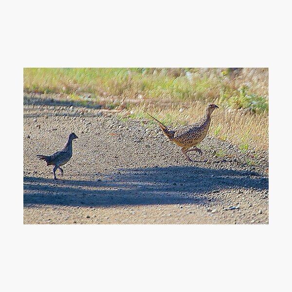 CRITTERS ~ EXOTIC ~ Common Pheasant 8eByFrbw by tasmanianartist Photographic Print