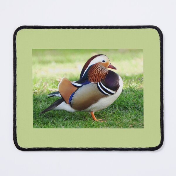 Item preview, A Wonderful Male Mandarin Duck designed and sold by Karen Thomson.