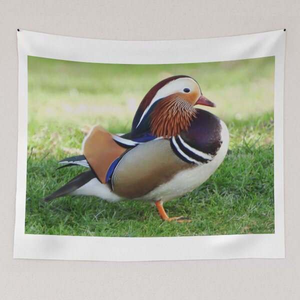 Item preview, A Wonderful Male Mandarin Duck designed and sold by Karen Thomson.
