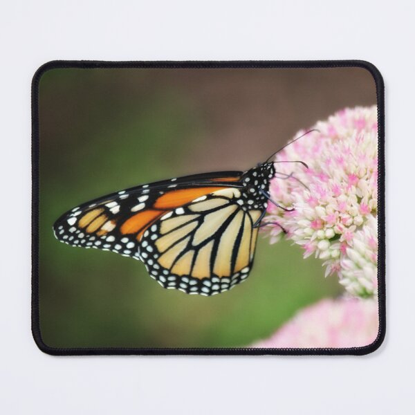 Item preview, Monarch on Sedum designed and sold by photoclique.